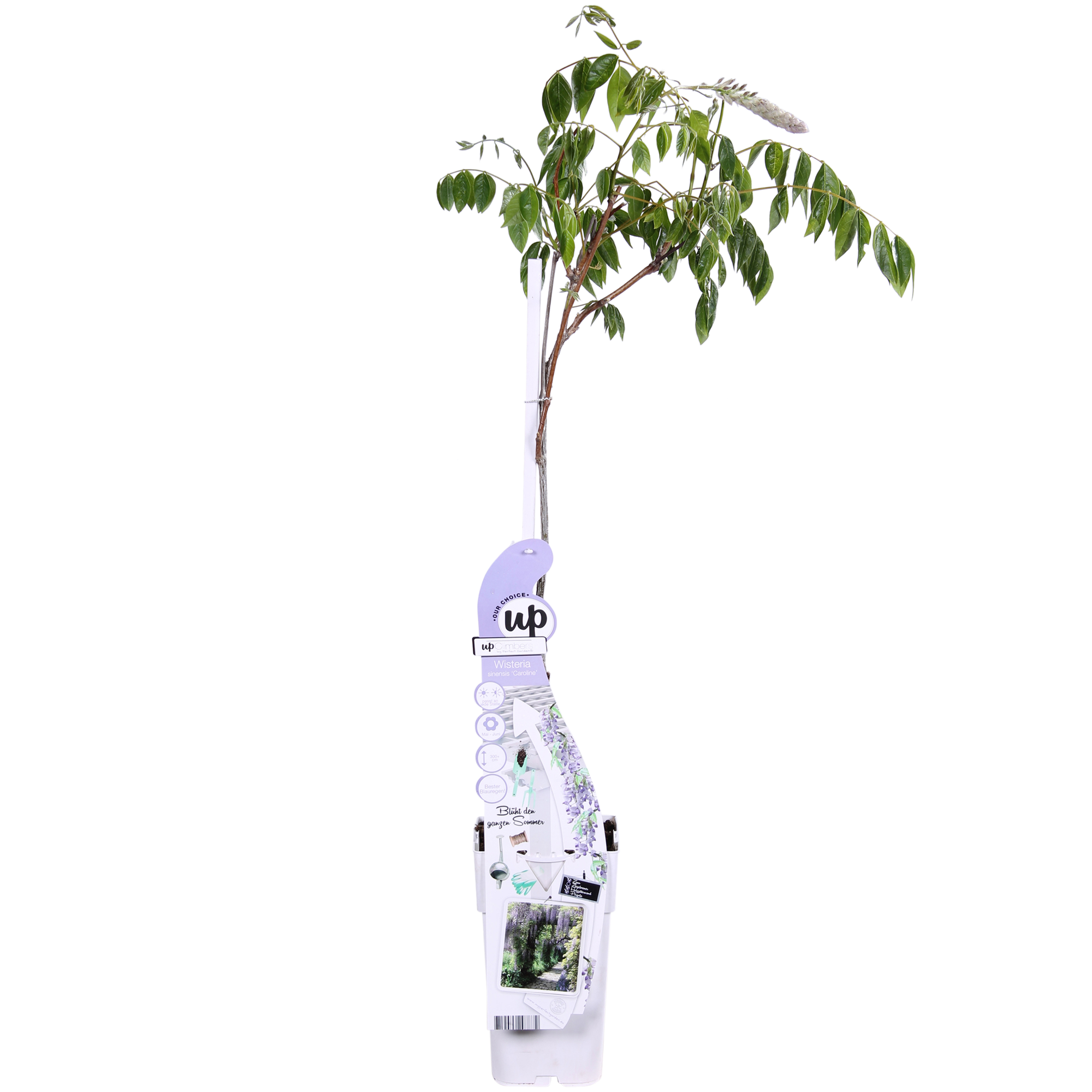 Glicina sinensis Caroline - Purple Rain - Ø15cm - ↕65cm