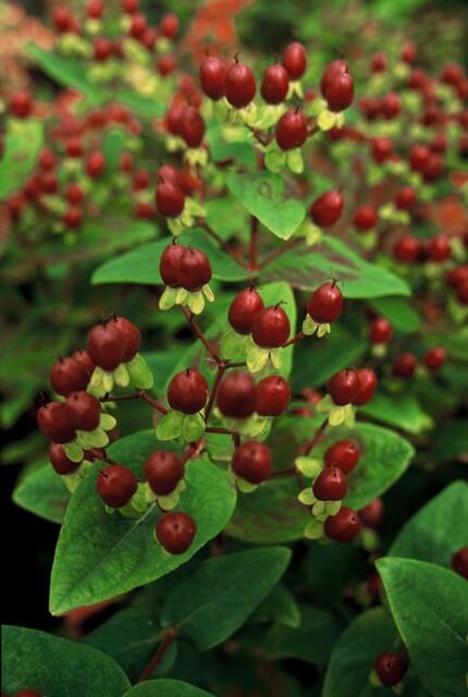 6x Hypericum inodorum 'Bellezza' - ↕10-25cm - Ø9cm
