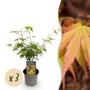 Acer palmatum Katsura - Oranje - 3 Planten - Bladverliezend - Weinig Onderhoud - Pot 12cm Hoogte 35cm