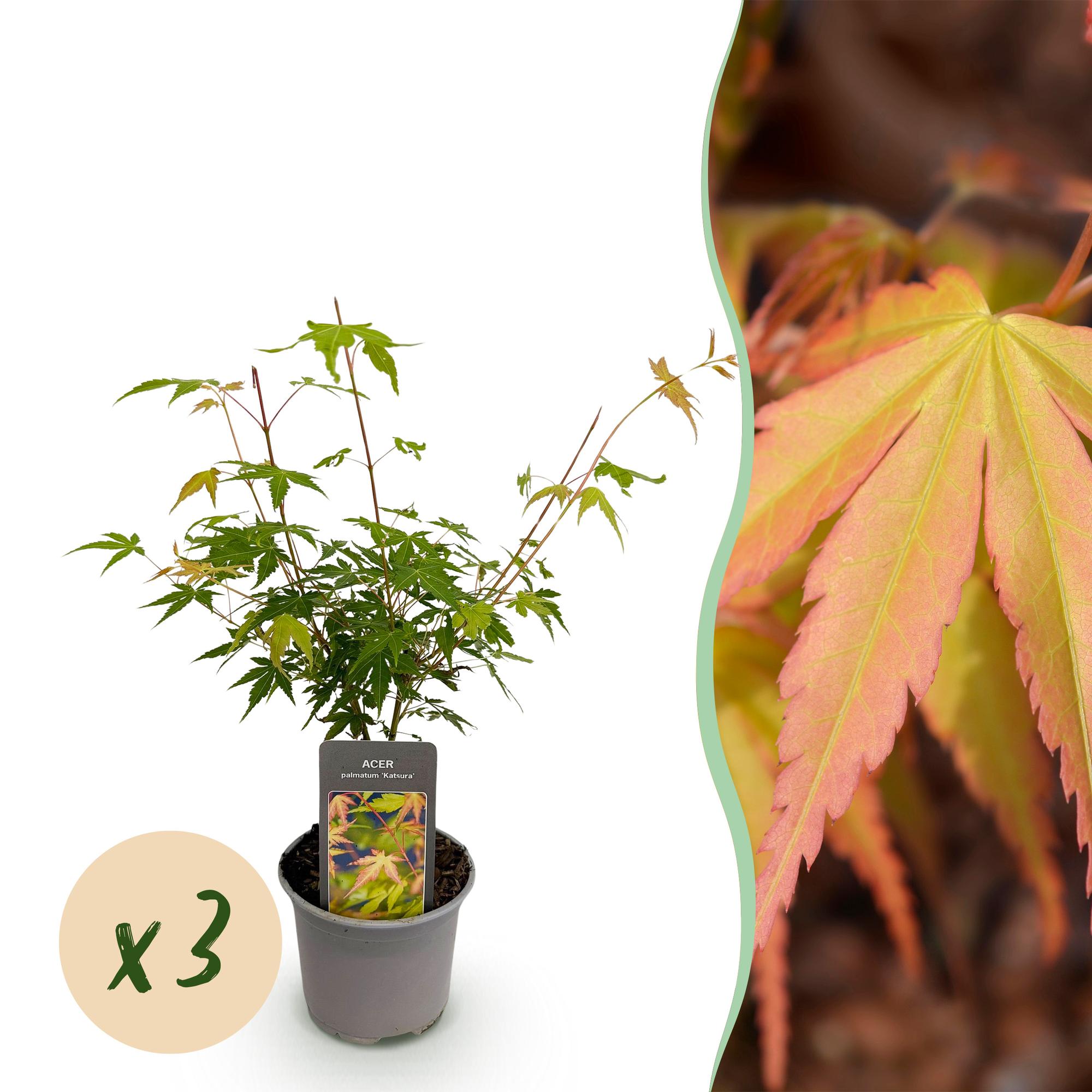 Acer palmatum Katsura - Oranje - 3 Planten - Bladverliezend - Weinig Onderhoud - Pot 12cm Hoogte 35cm