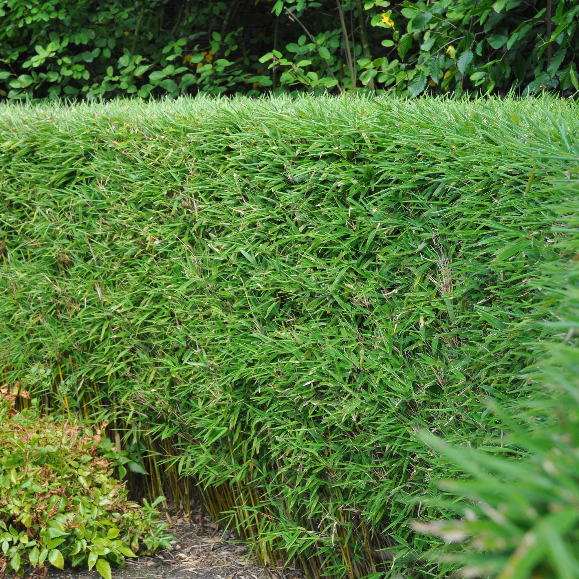 Bamboe - Fargesia Rufa - Bladhoudend - Niet Woekerend - Groen - 6 Planten - Pot 14cm - Hoogte 35cm