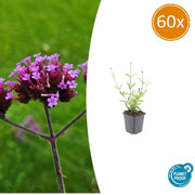 Buono sconto 60x Verbena. 'Lecca-lecca' - ↕10-25cm - Ø9cm