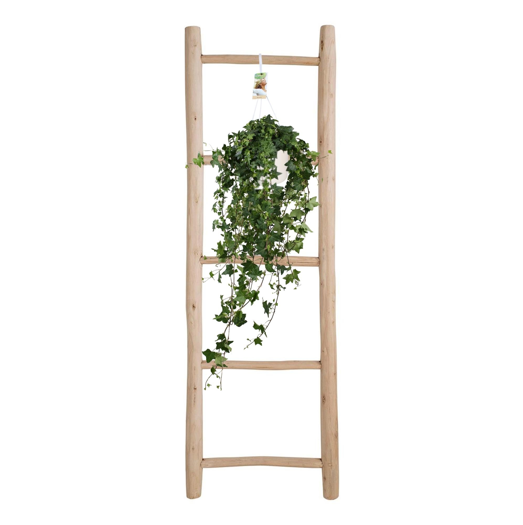 Hedera Helix Pitsburg - Hanging/XXL - Ø17cm - ↕90cm