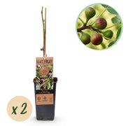 Green boutiQ - Obstpflanze - Feigenbaum - Ficus carica Little Miss Figgy - Rote Frucht - 2 Pflanzen - Topf 15cm Höhe 50cm