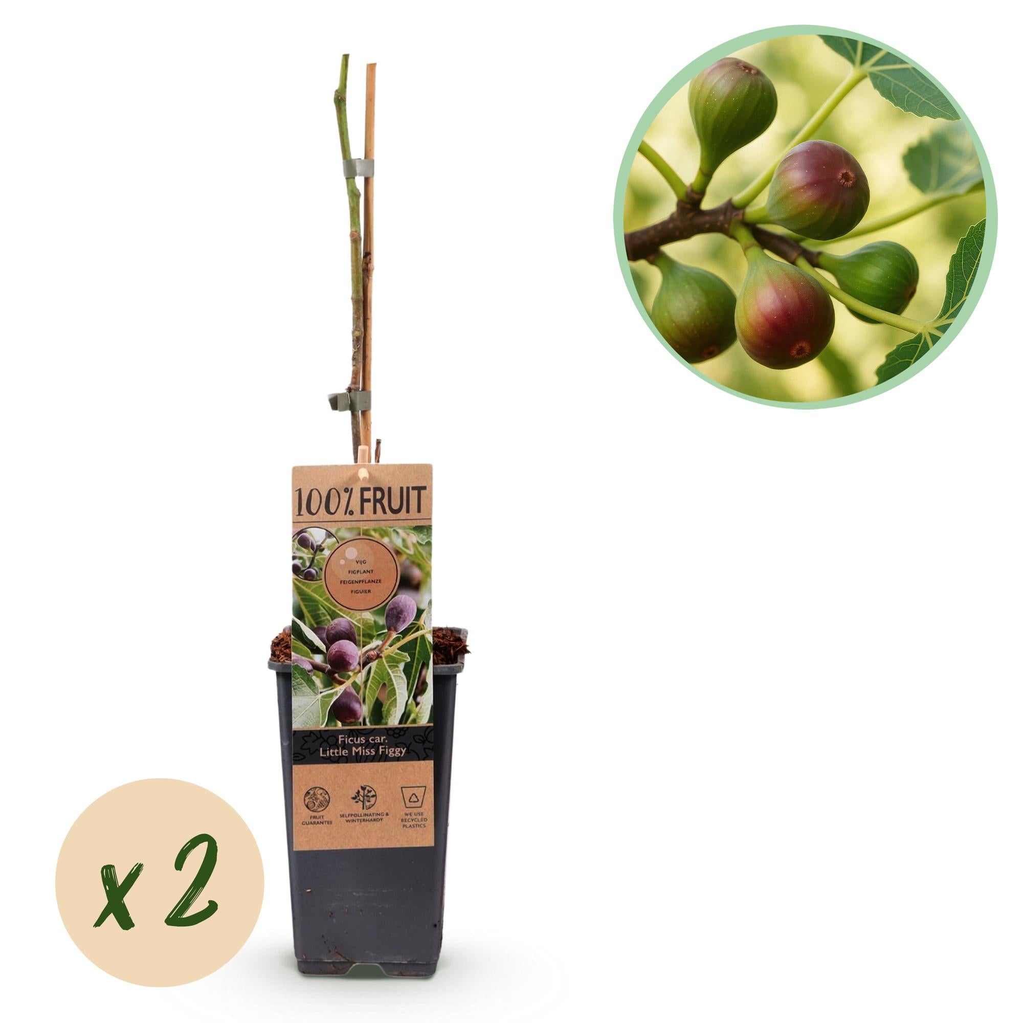 Green boutiQ - Obstpflanze - Feigenbaum - Ficus carica Little Miss Figgy - Rote Frucht - 2 Pflanzen - Topf 15cm Höhe 50cm