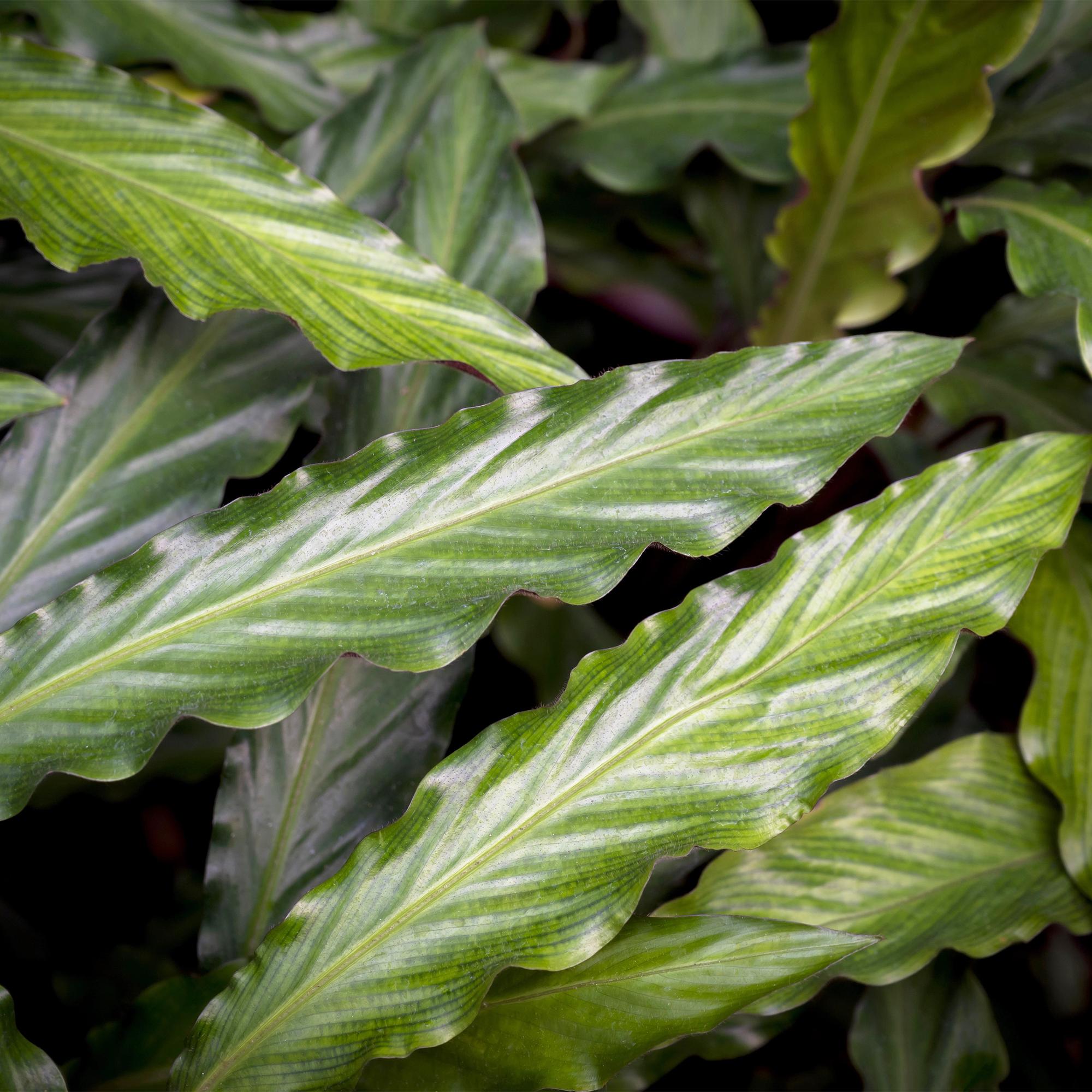 Calathea Rufibarba - Pot 17cm - Hoogte 55-60cm
