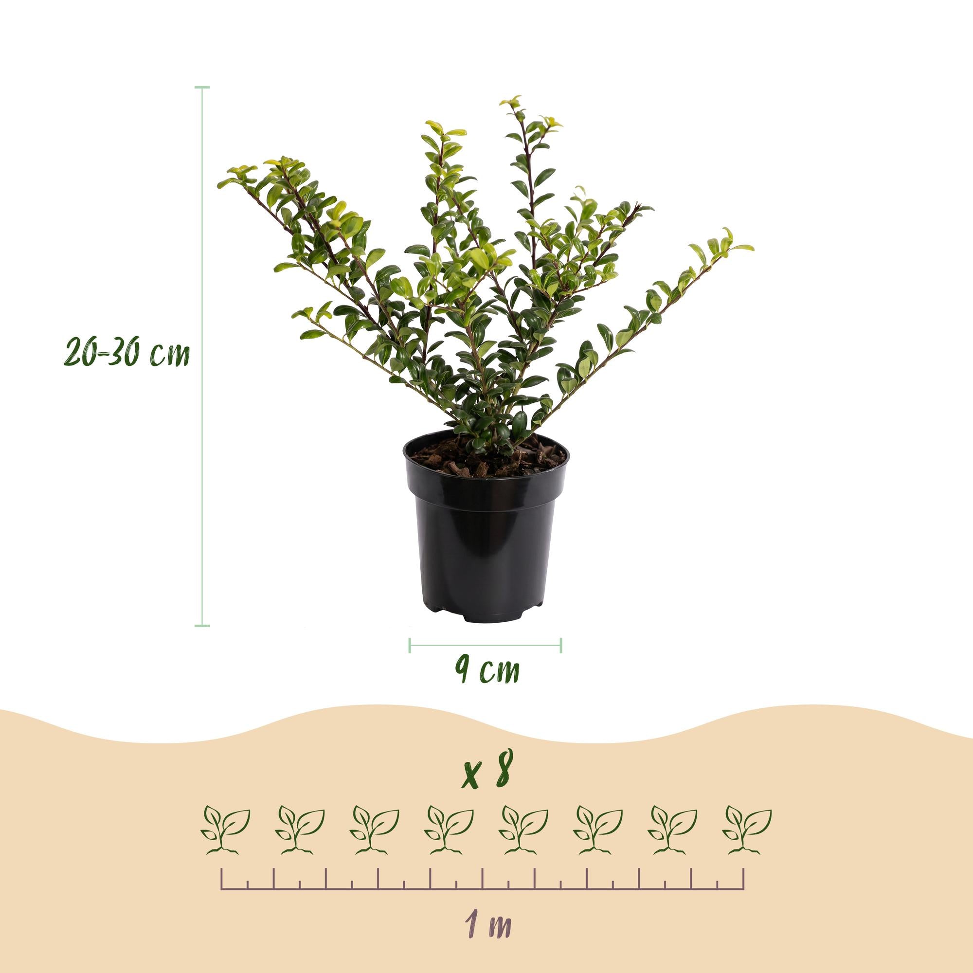 Ilex crenata Golden Gem - Japanse Hulst 40x - Haagplanten - Groenblijvend - Geel - Pot 9cm - Hoogte 20-30cm
