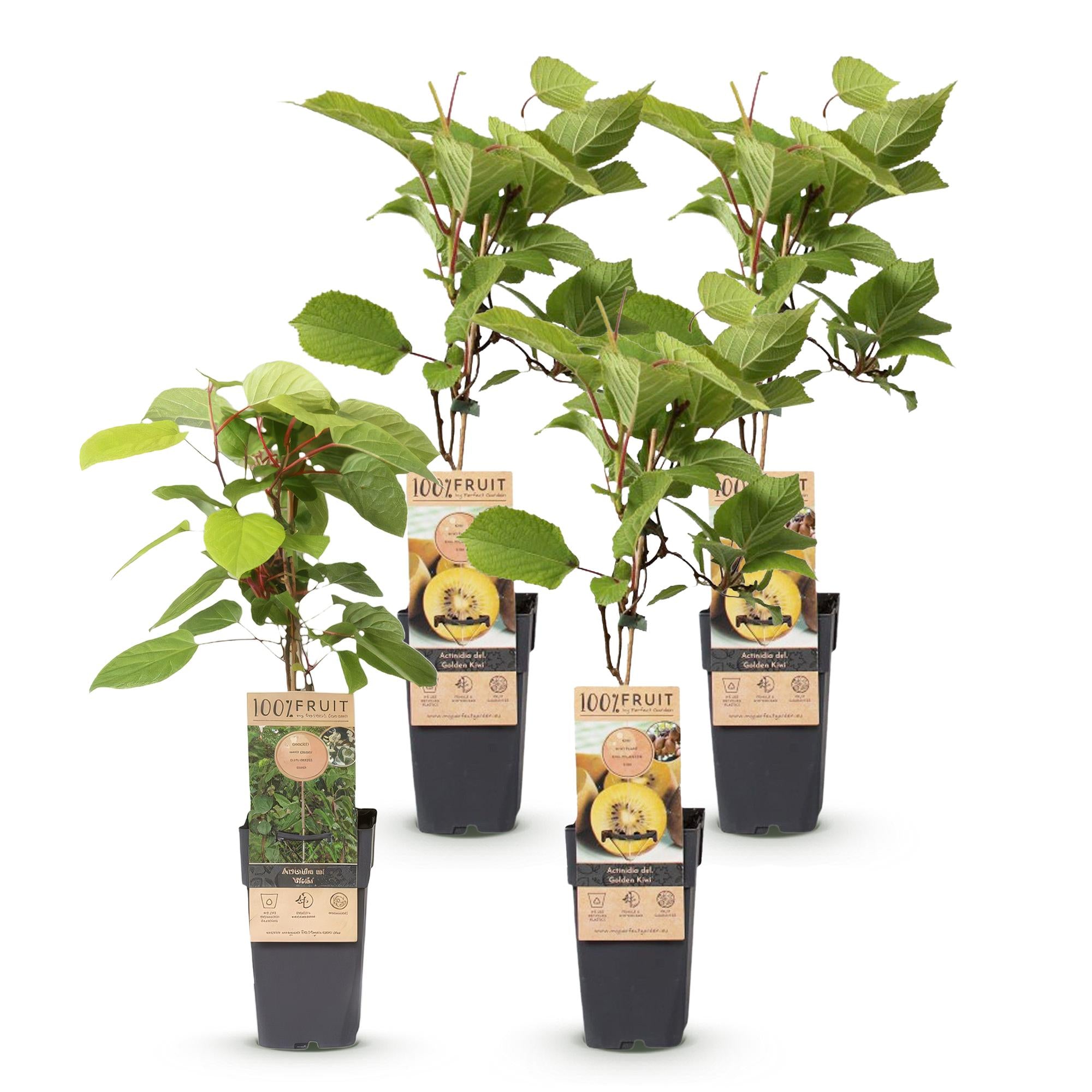 Actinidia Weiki & Golden Kiwi - Kiwiplant - 1 Mannelijke - 3 Vrouwelijke - Planten - Geel - Pot 15cm - Hoogte 50cm