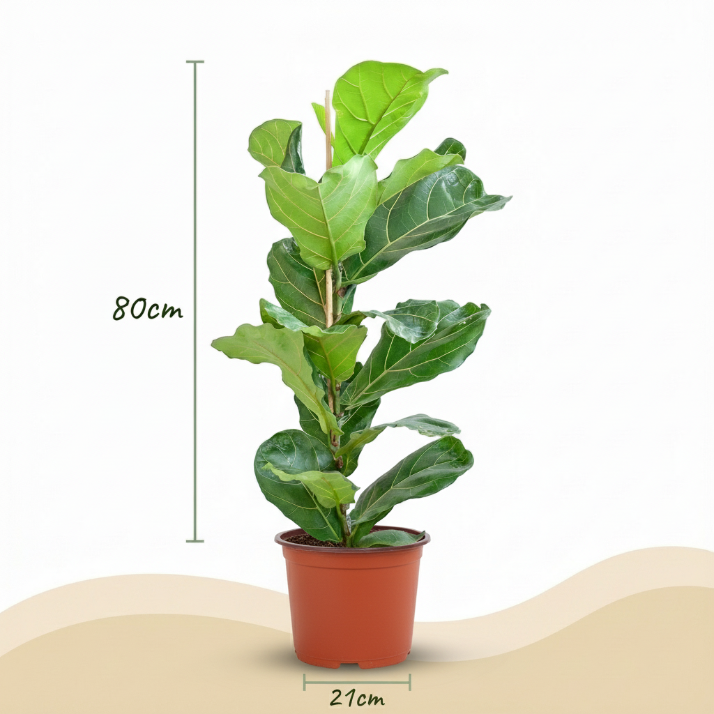 Vioolbladplant - Ficus Lyrata - Groen - Weinig onderhoud - 1 Plant - Pot 21cm - Hoogte 75 - 85cm