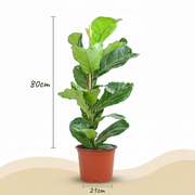 Vioolbladplant - Ficus Lyrata - Groen - Weinig onderhoud - 1 Plant - Pot 21cm - Hoogte 75 - 85cm