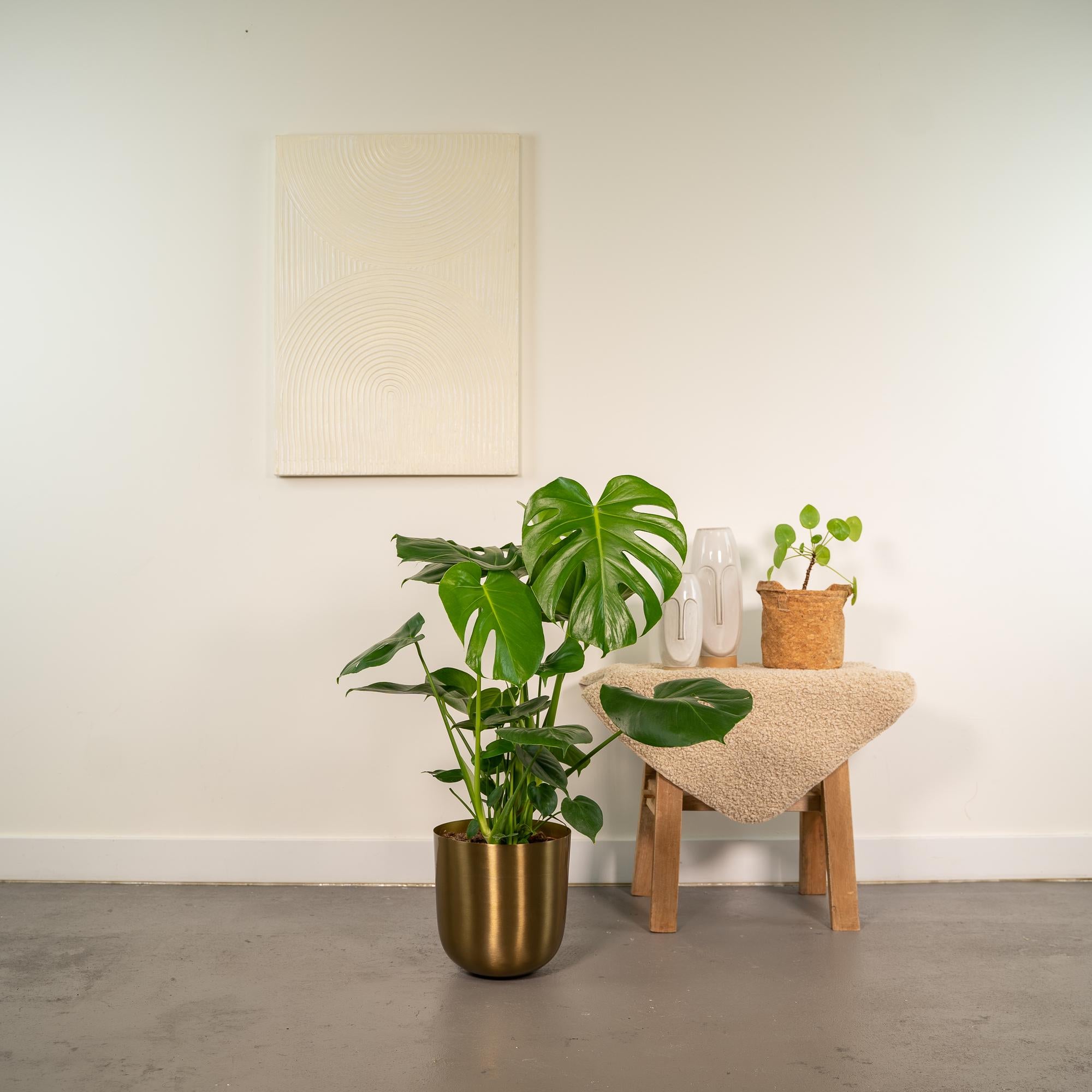 Monstera Deliciosa - ↨80cm - Ø21cm + Pot Mayk Gold