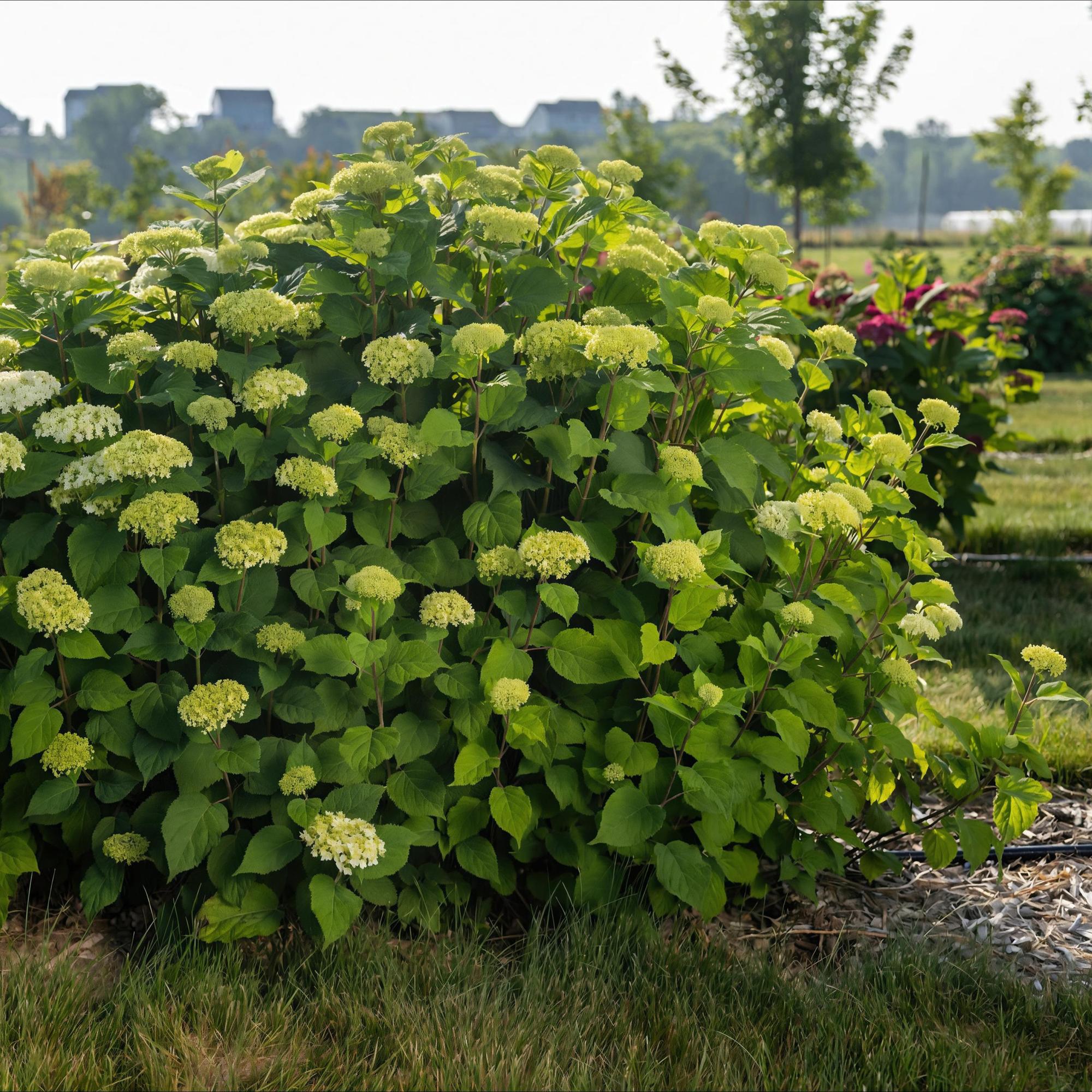 Hydrangea arborescens FlowerWOW - Hortensia - Winterhard - Wit - 1 Plant - Pot 14cm - Hoogte Hoogte 20-30cm