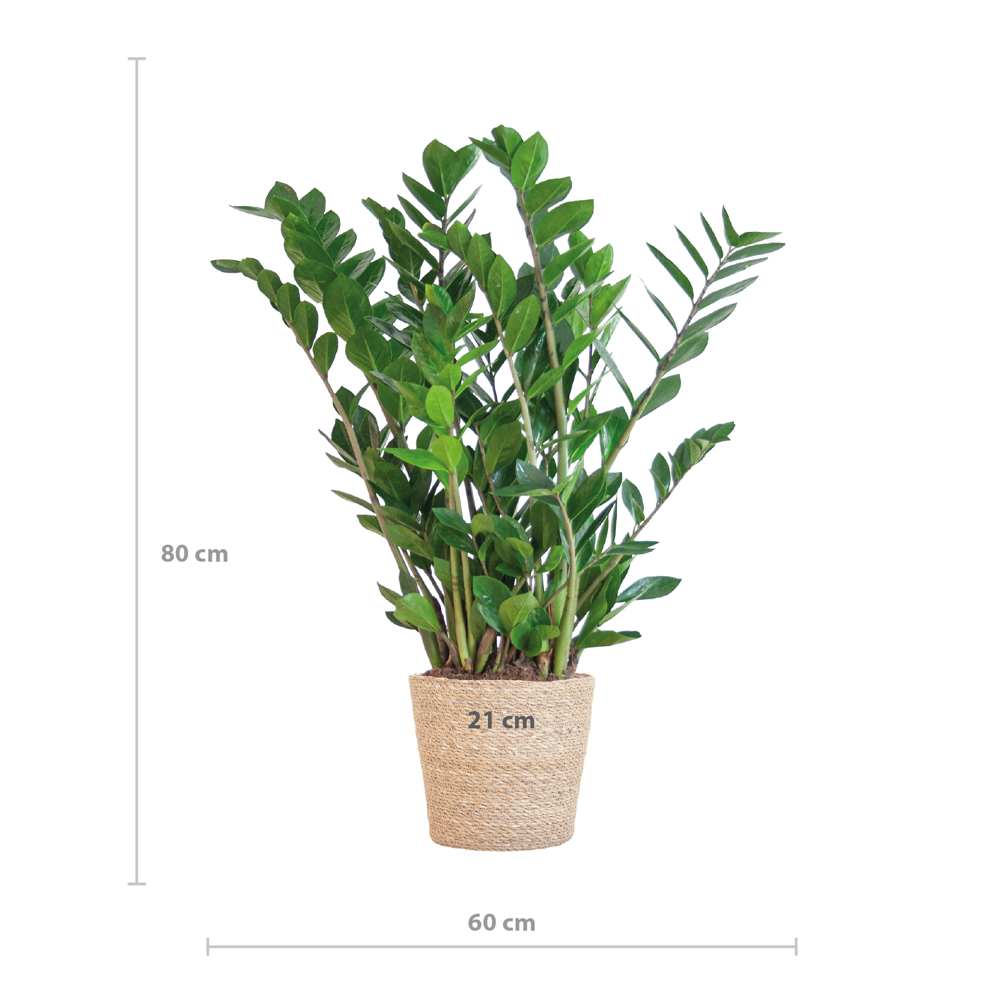 Zamioculcas Zamiifolia - ZZ Plant - met Sofia mand naturel  - 80cm - Ø21