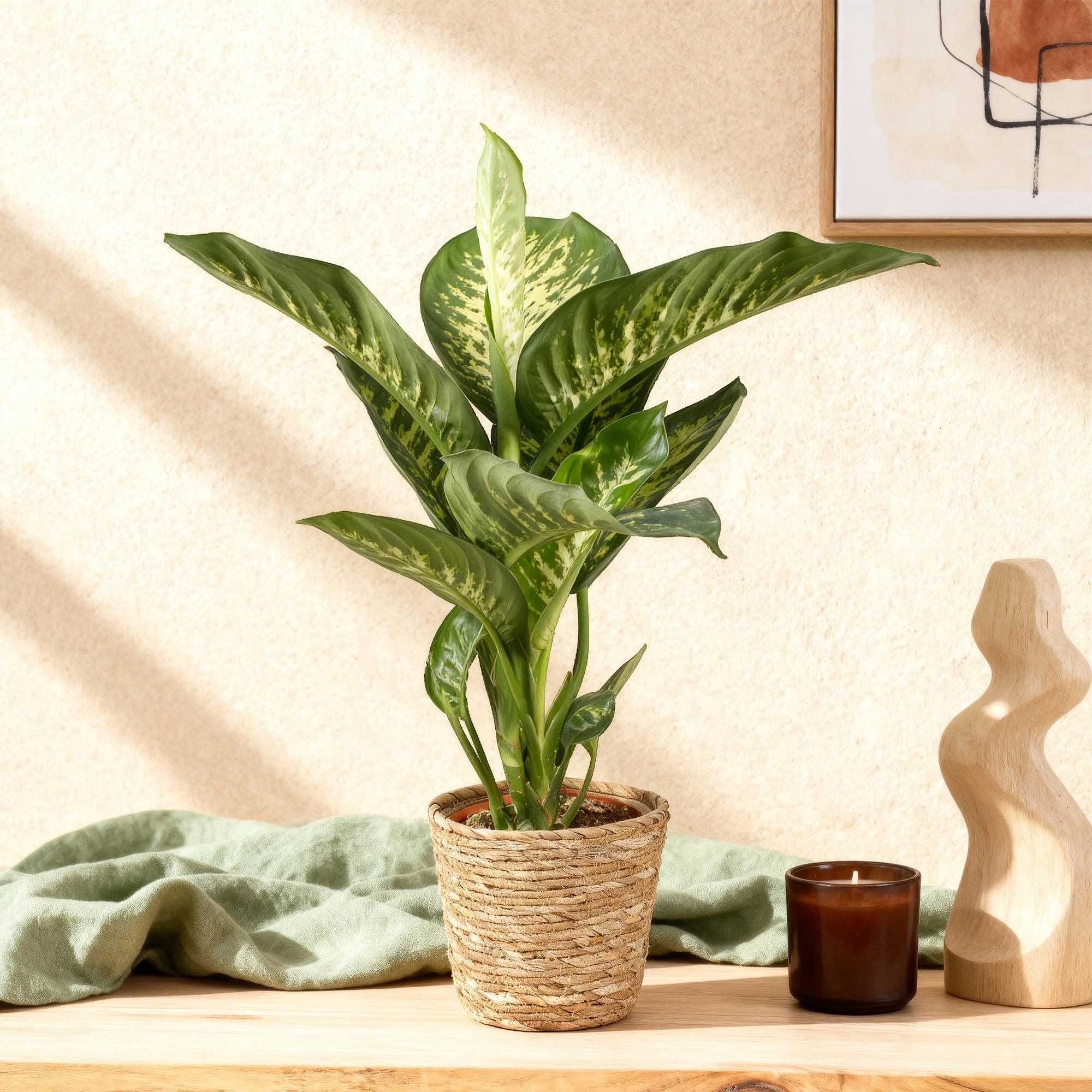 Diefenbachia Tropic Snow - Weinig onderhoud - met mand - Groen - 1 Plant - Pot 21cm - Hoogte 90-100cm