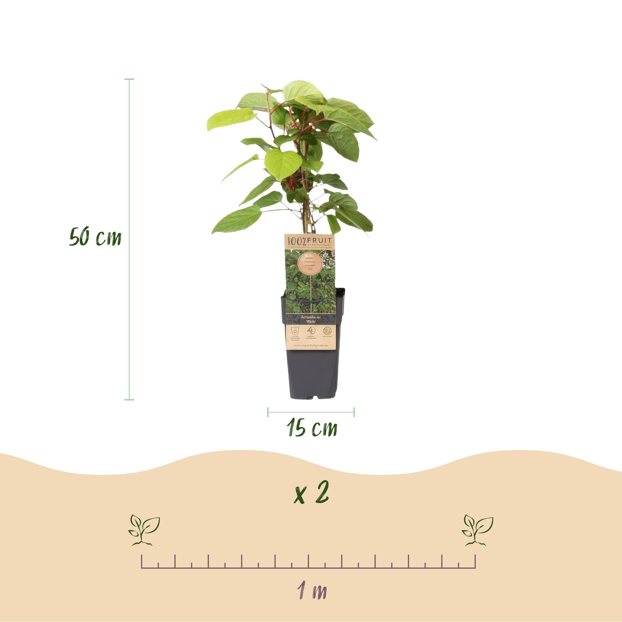 Actinidia arguta Weiki - Kiwiplant - Mannelijk - Rode - Paarse Vruchtjes - 1 Plant - Pot 15cm - Hoogte 50cm