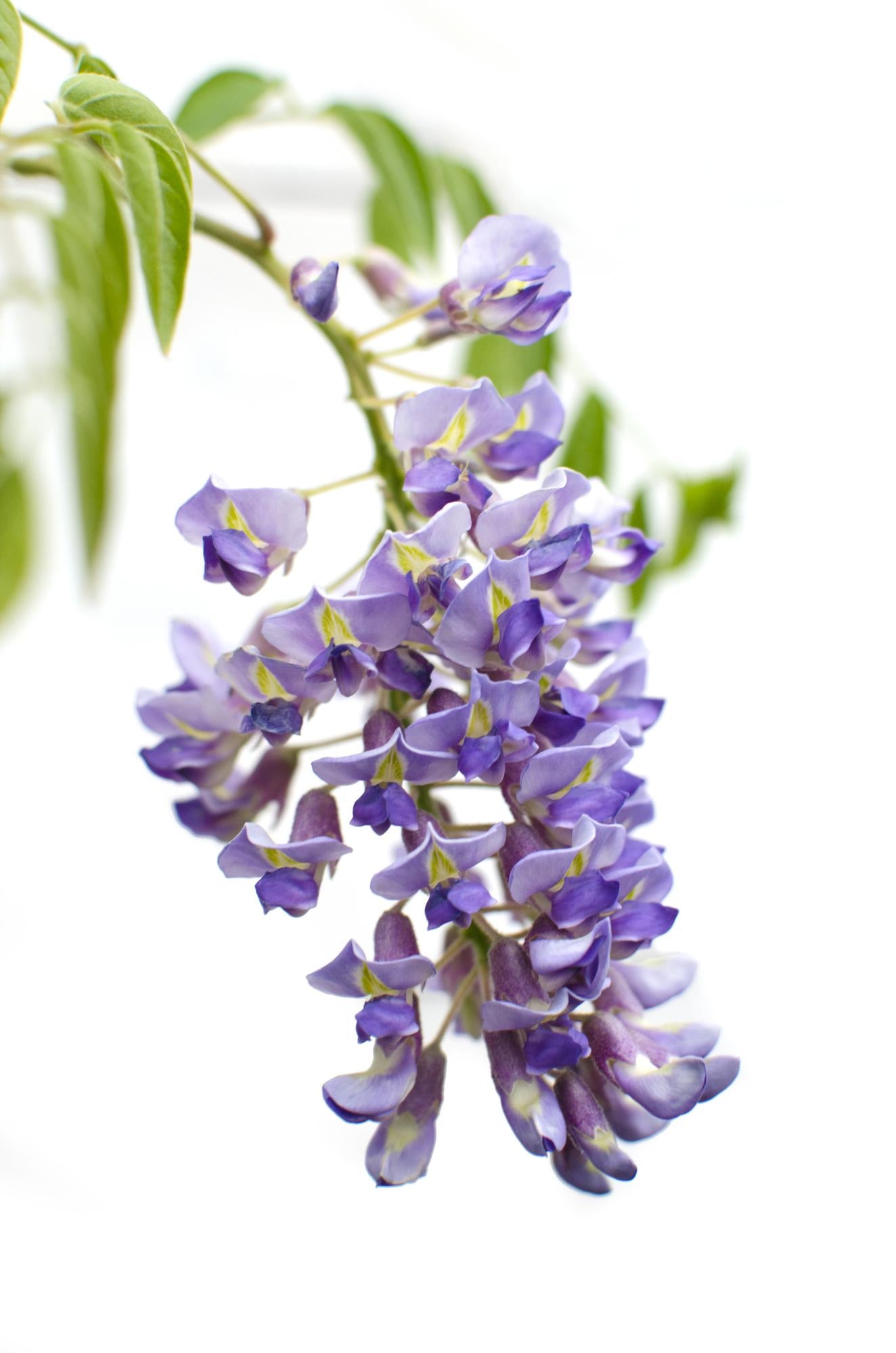 Wisteria sinensis 'Prolific' - Blue Rain - Ø15cm - ↕65cm