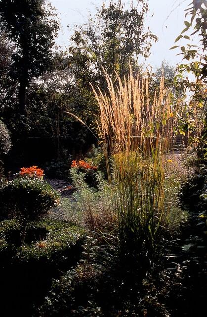 12x Calamagrostis acute. 'Karl Foerster' - ↕10-25cm - Ø9cm