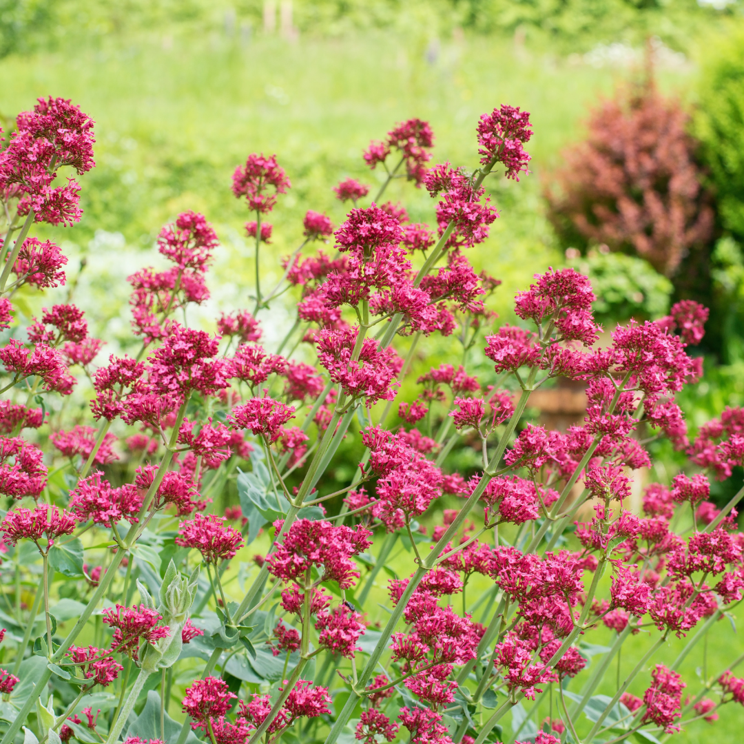 48x Centranthus ruber 'Coccineus' - ↕10-25cm - Ø9cm