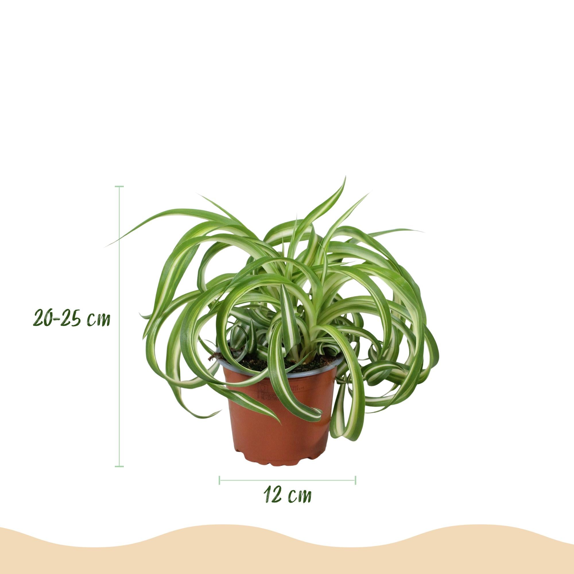 Chlorophytum comosum Bonnie - Krullende Graslelie - Huisdiervriendelijke Plant - 2 Planten - met Mand - Pot 12cm - Hoogte 20cm