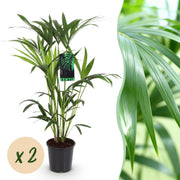 Howea Forsteriana - Kentia Palm - Weinig Onderhoud - Groen - 2 planten - Pot 19cm - Hoogte 80-85cm