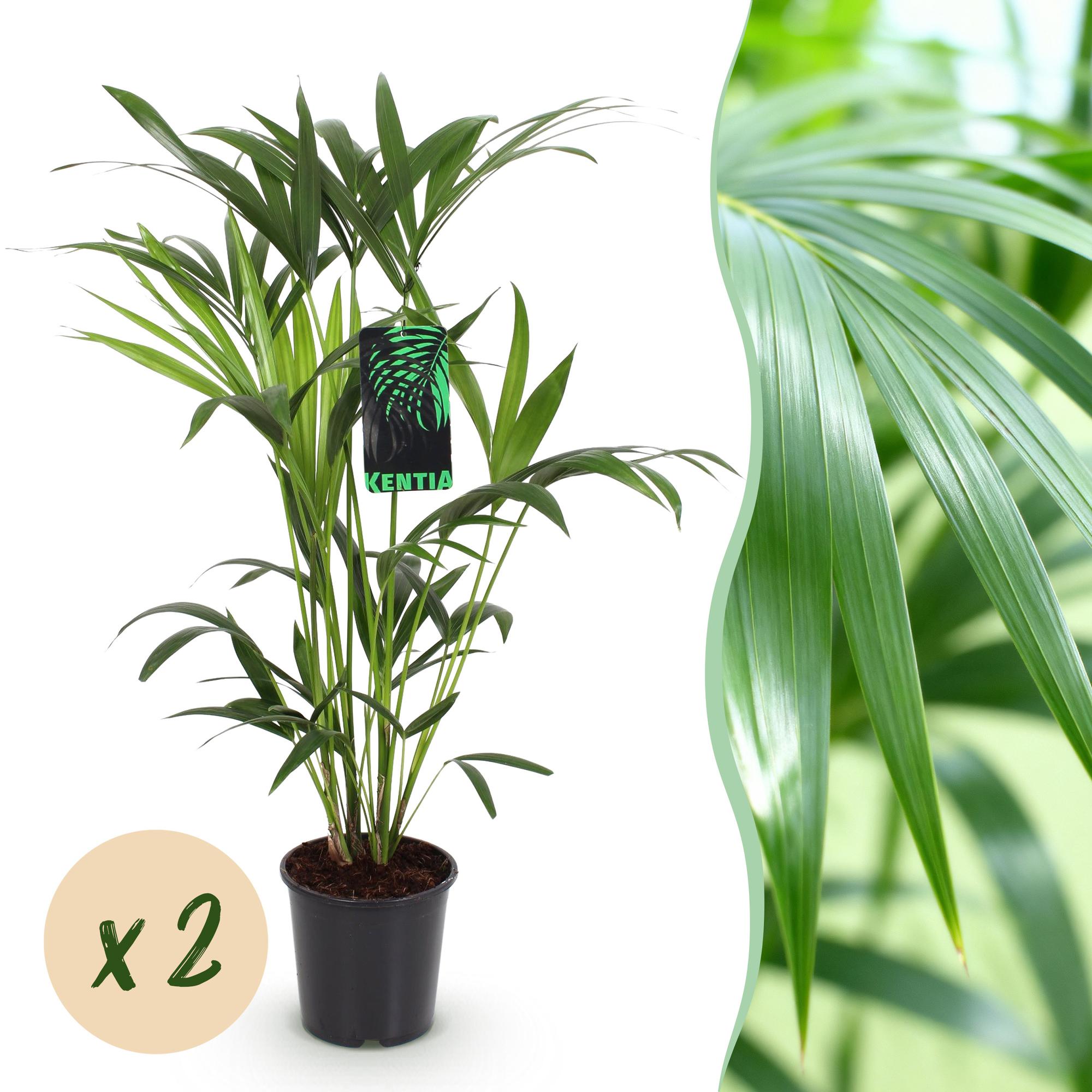 Howea Forsteriana - Kentia Palm - Weinig Onderhoud - Groen - 2 planten - Pot 19cm - Hoogte 80-85cm