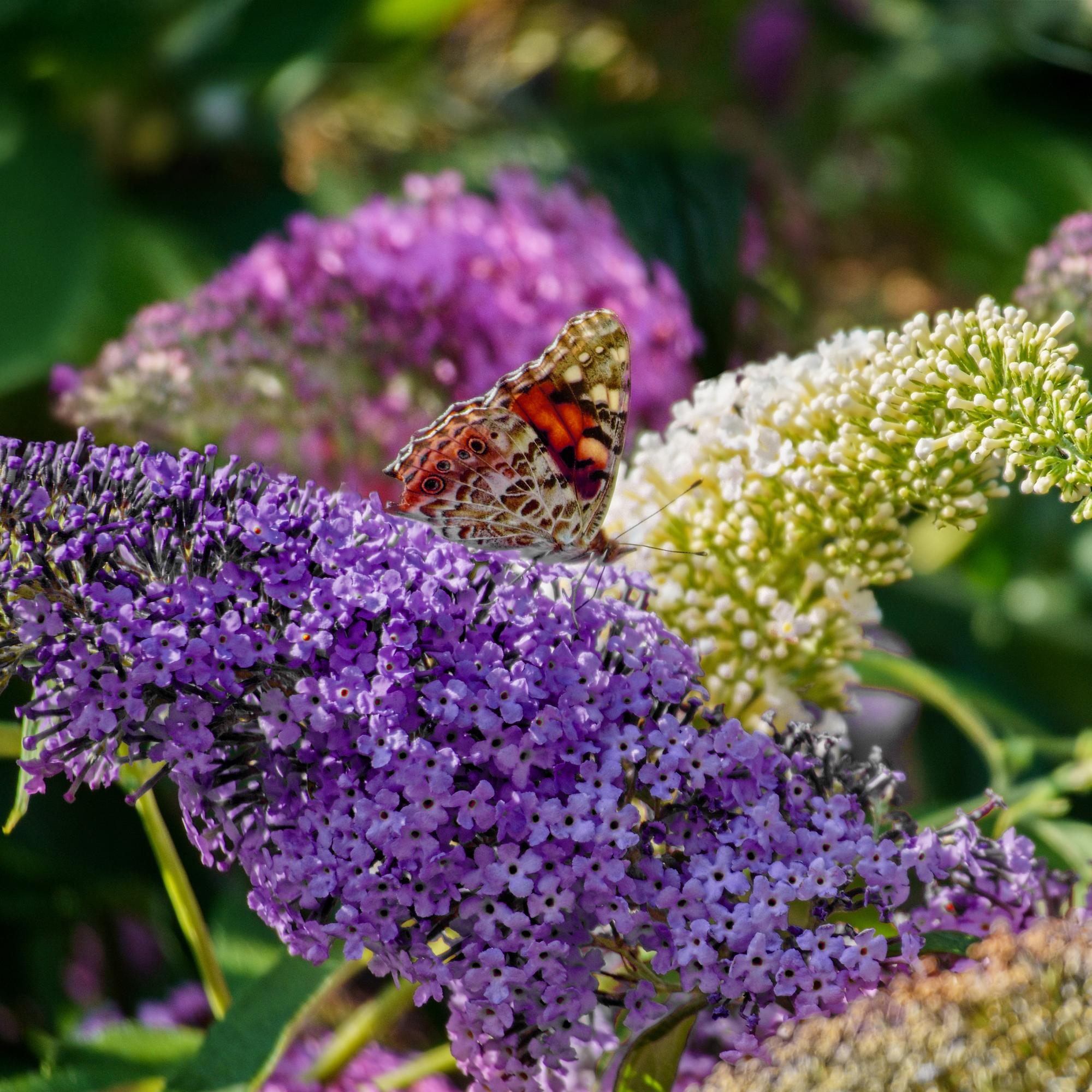Vlinderstruik - Buddleja davidii Tricolour - Bloem Roze , Wit en Paars - 3 Planten - 1m2 - Bladverliezend - Vlinderlokkend -  Pot 17cm Hoogte 30cm