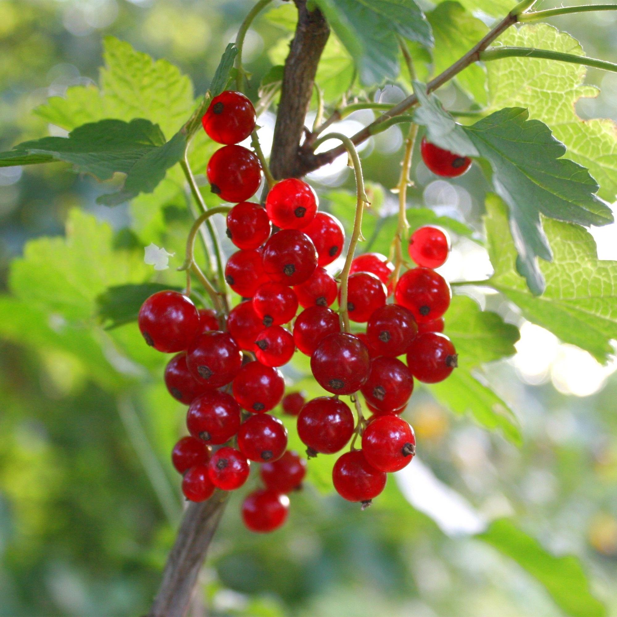 Ribes rubrum Jonkheer van Tets - Bessenplant - Winterhard - Rode Bes - 2 Planten - Pot 15cm - Hoogte 50cm