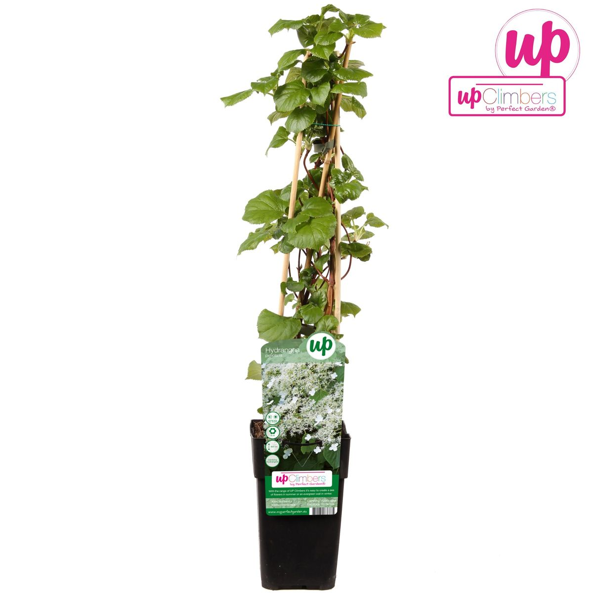 Hydrangea petiolaris - Climbing hydrangea - Ø15cm - ↕65cm