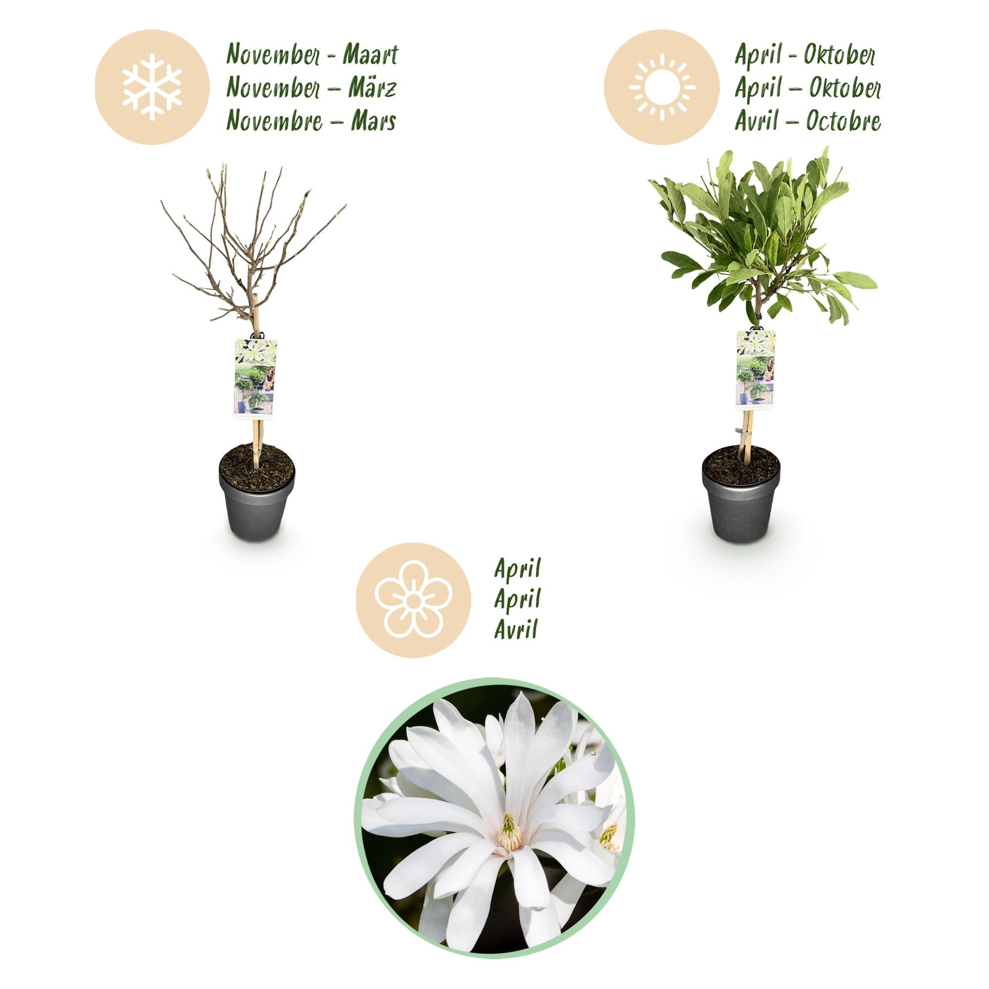 Magnolia stellata -Terras Plant - Bladverliezend - Winterhard - Witte Bloem - Pot 19cm Hoogte 90cm