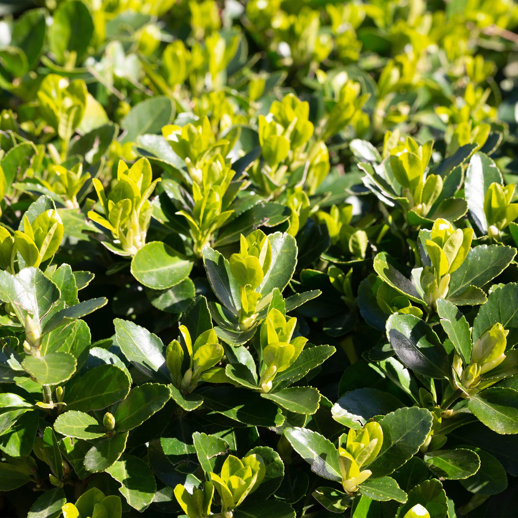 Euonymus japonica Green Spire -  blad groen - 6 planten - 1 strekkende meter - groenblijvend - pot 17cm hoogte 40cm