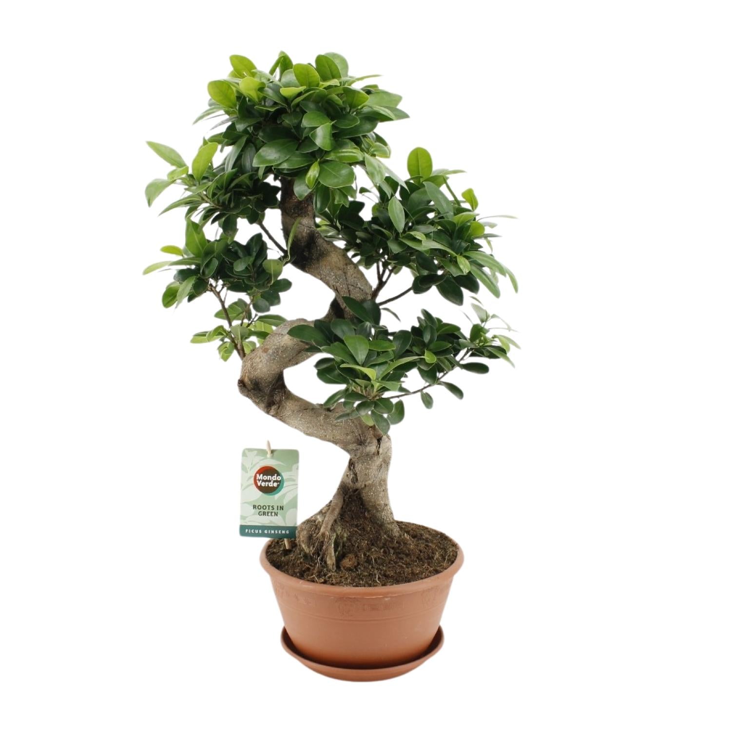 Ficus Ginseng - Ø22 cm - ↕60 cm