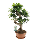Ficus Ginseng - Ø22 cm - ↕60 cm