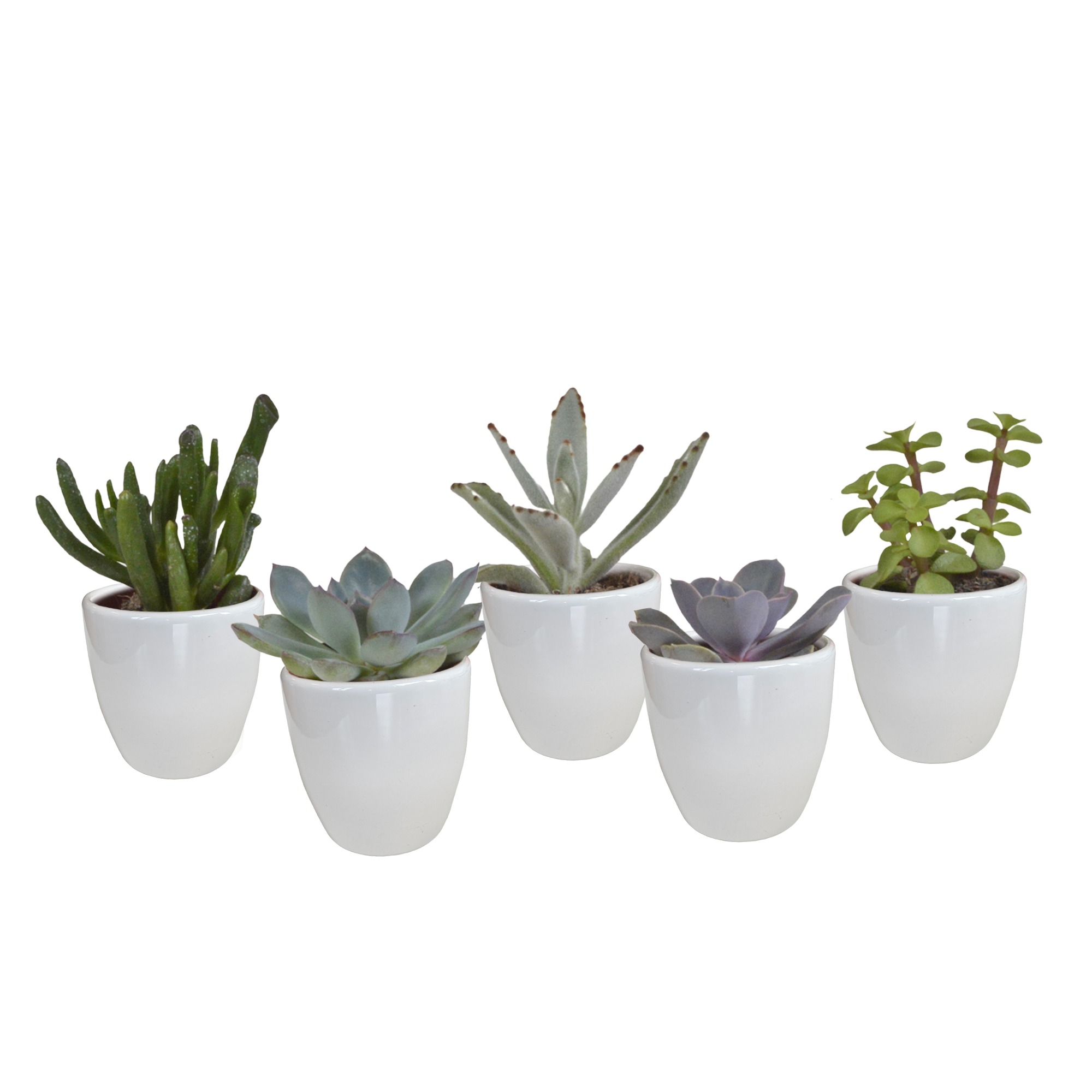 Vetplanten mix 5.5 cm - 5x - in witte pot