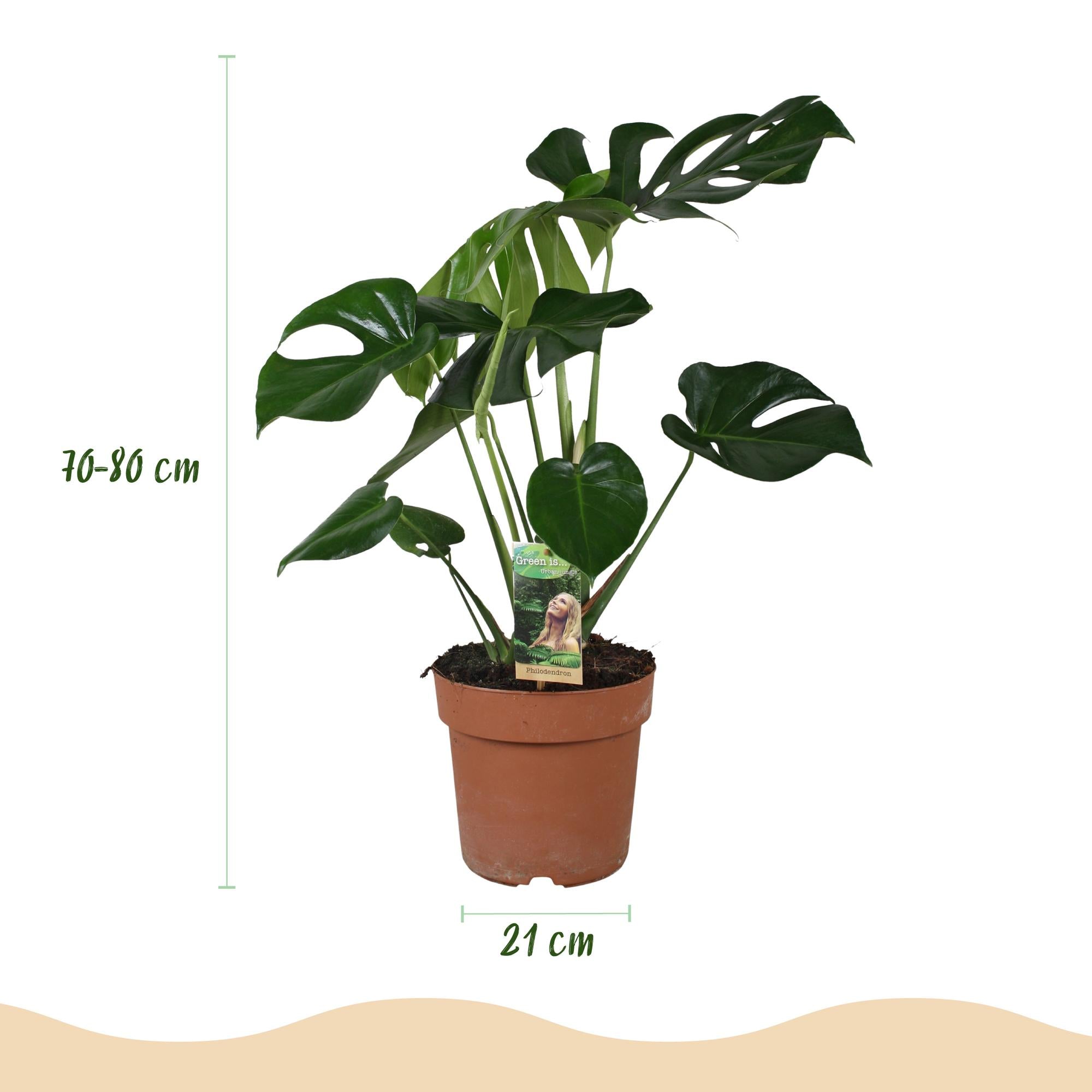 Monstera Deliciosa - Gatenplant - Pot 21cm - Hoogte 70-80cm