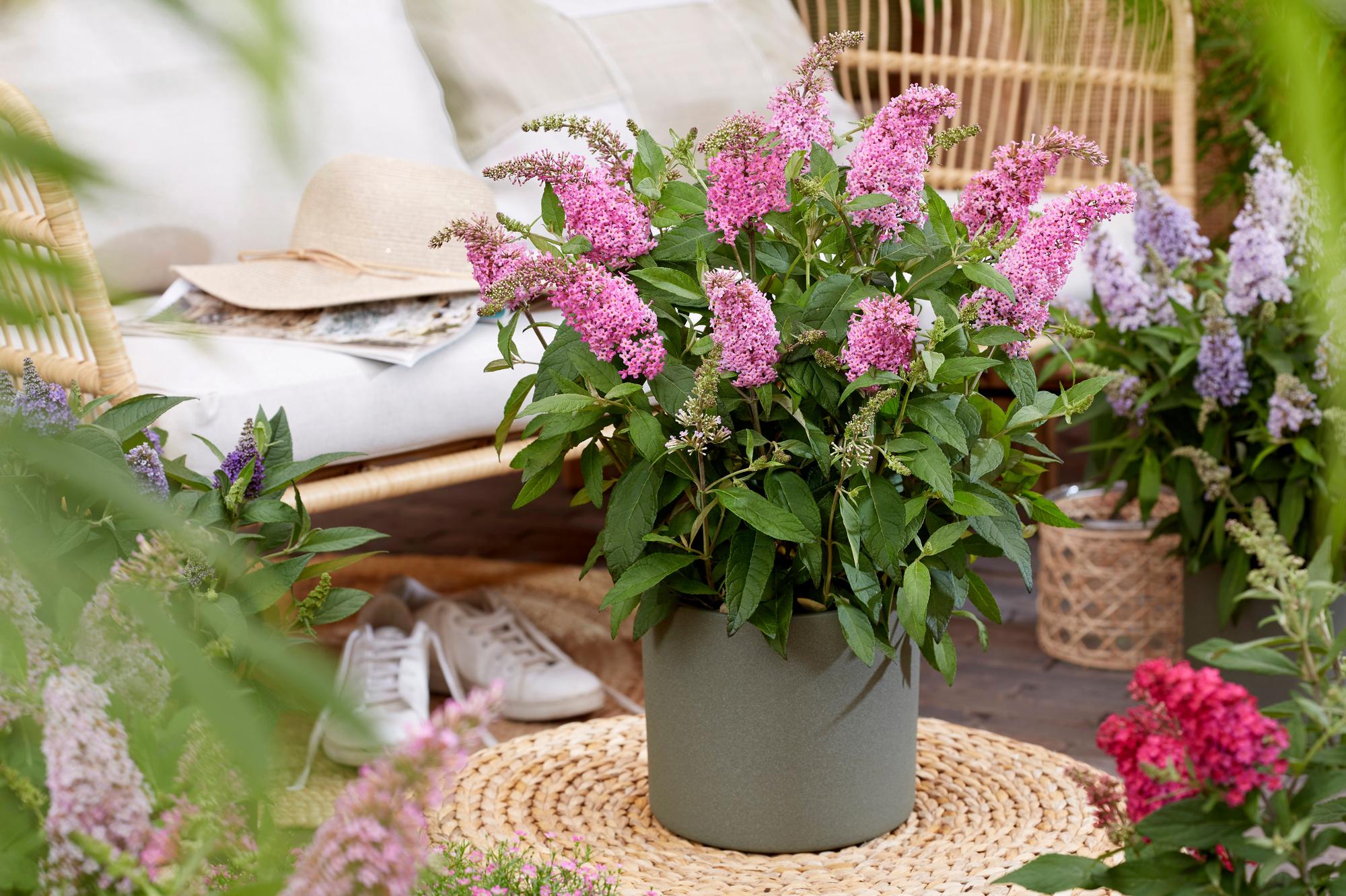 Buddleja davidii Butterfly Candy Little Pink - Vlinderstruik - Compact - Roze - 1 Plant - Pot 12cm - Hoogte 20-25cm
