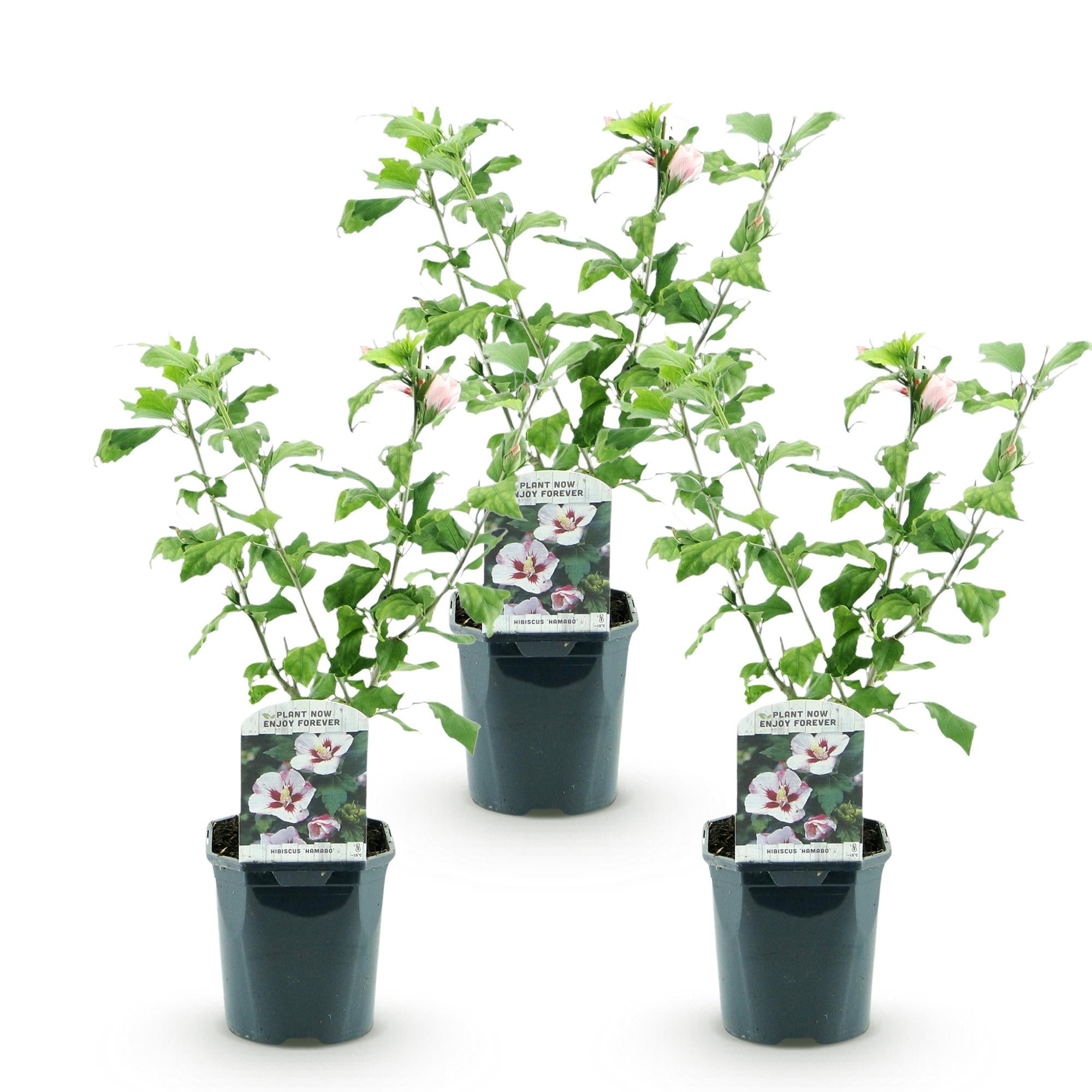 Hibiscus syriacus Hamabo - Tuin Hibiscus - Winterhard - Wit - Roze - 3 Planten - Pot 17cm - Hoogte 45cm