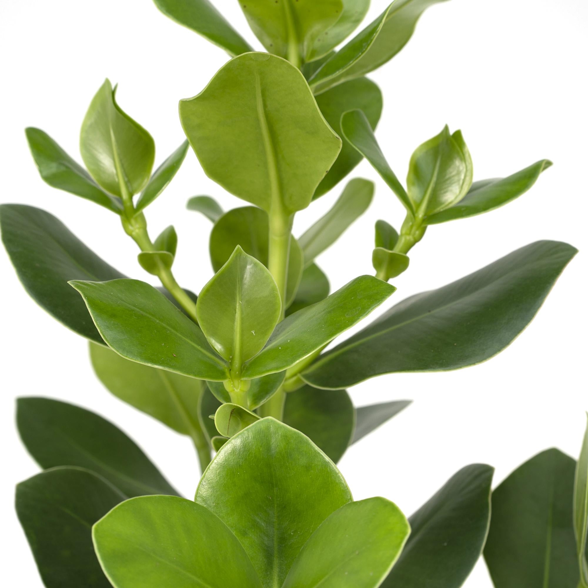 Clusia Rosea Princesa - Ø17cm - ↕60cm