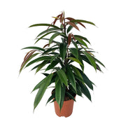 Ficus Binnendijkii 'Amstel King' Ø17cm - ↕75cm