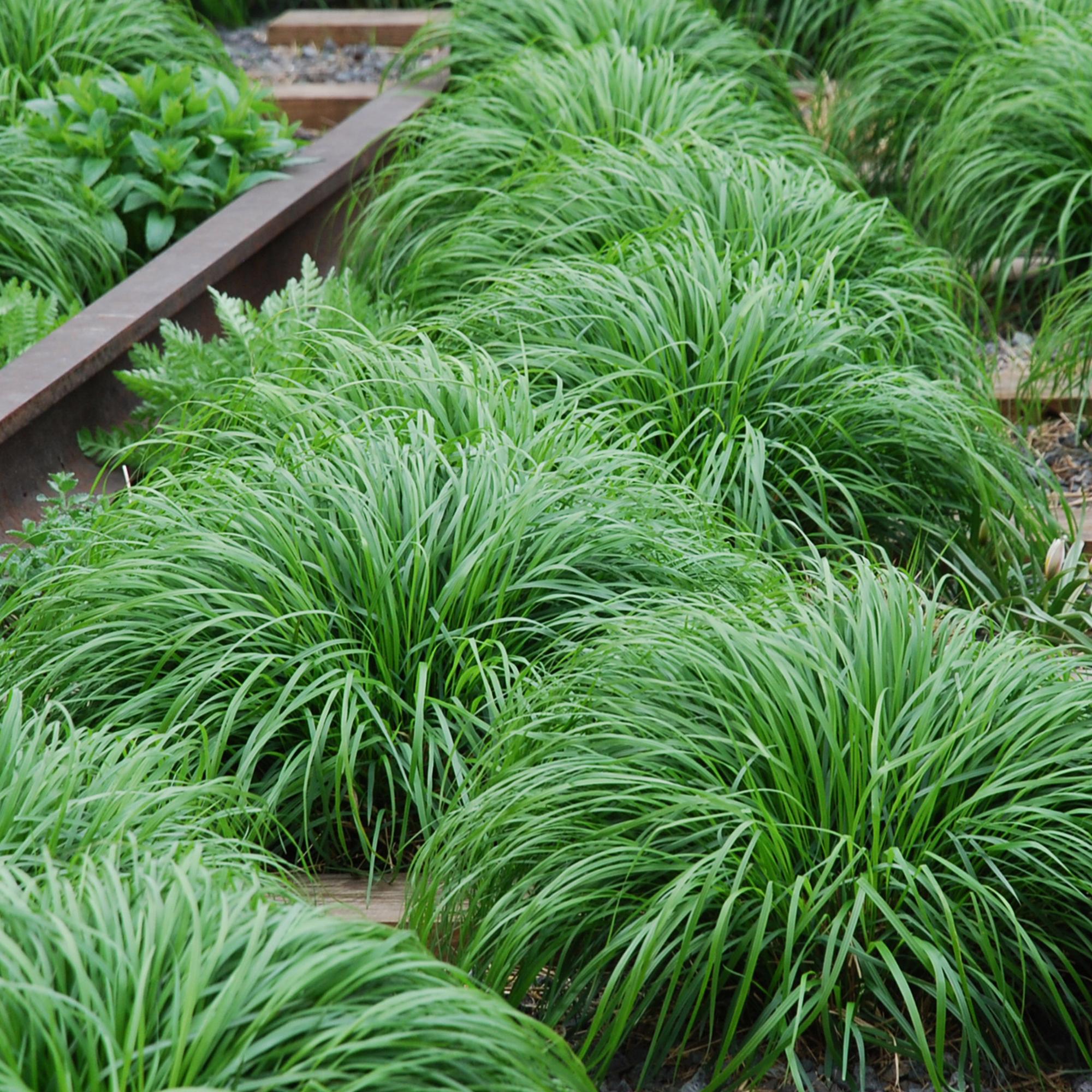 Carex oshimensis Intense Green - Groen - 1 Plant - Groenblijvend - Winterhard - Pot 17cm Hoogte 50cm