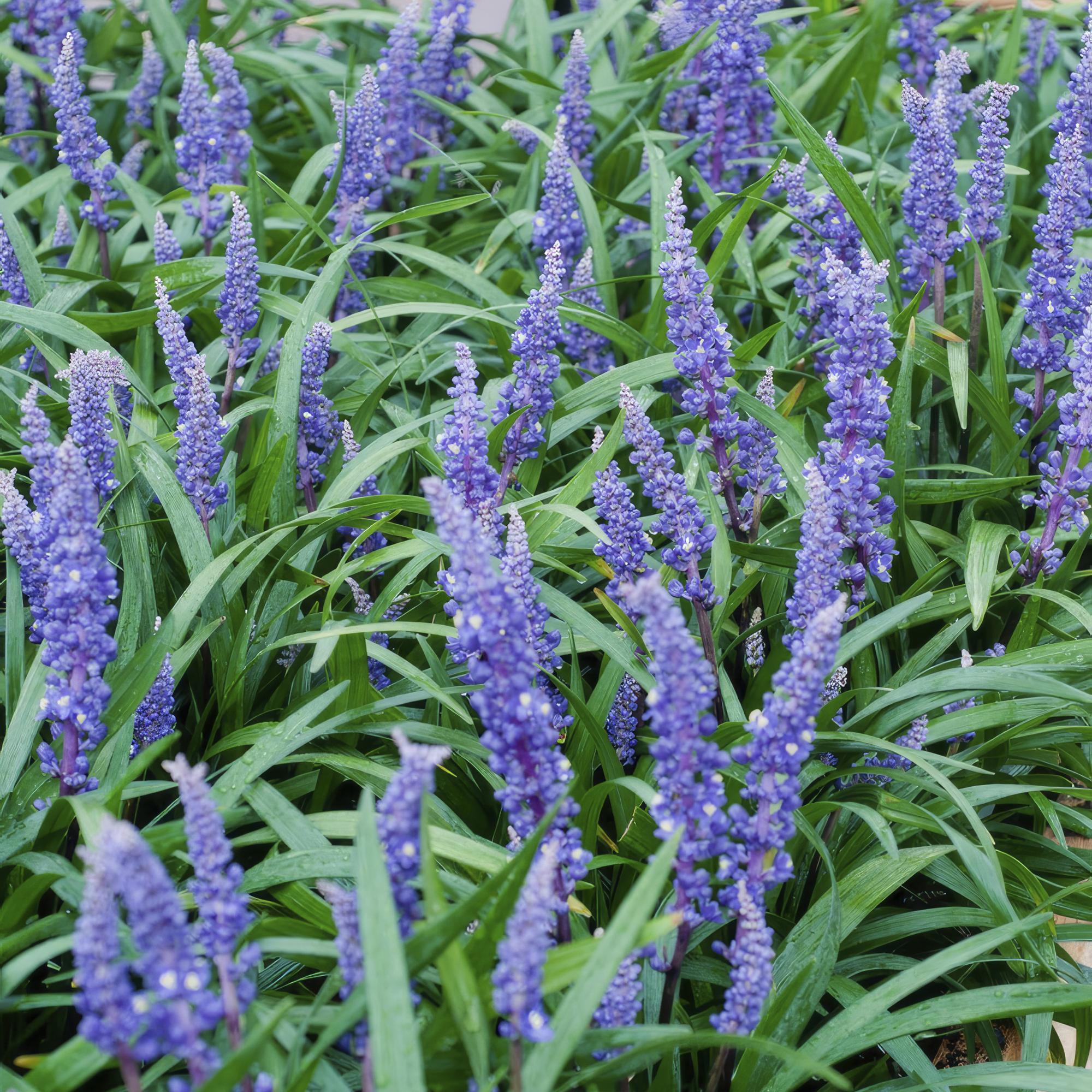 60x Liriope muscari 'Big Blue' - ↕10-25cm - Ø9cm