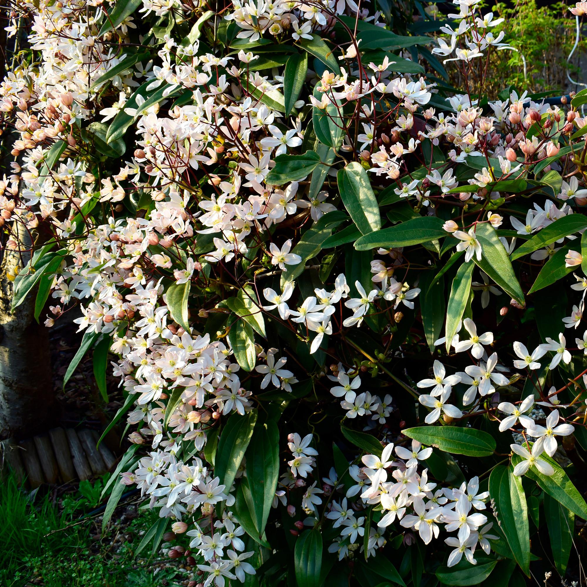 Clematis armandii - Bloem Wit - Groenblijvend - Weinig onderhoud - 1 plant Pot 11cm Hoogte 40cm