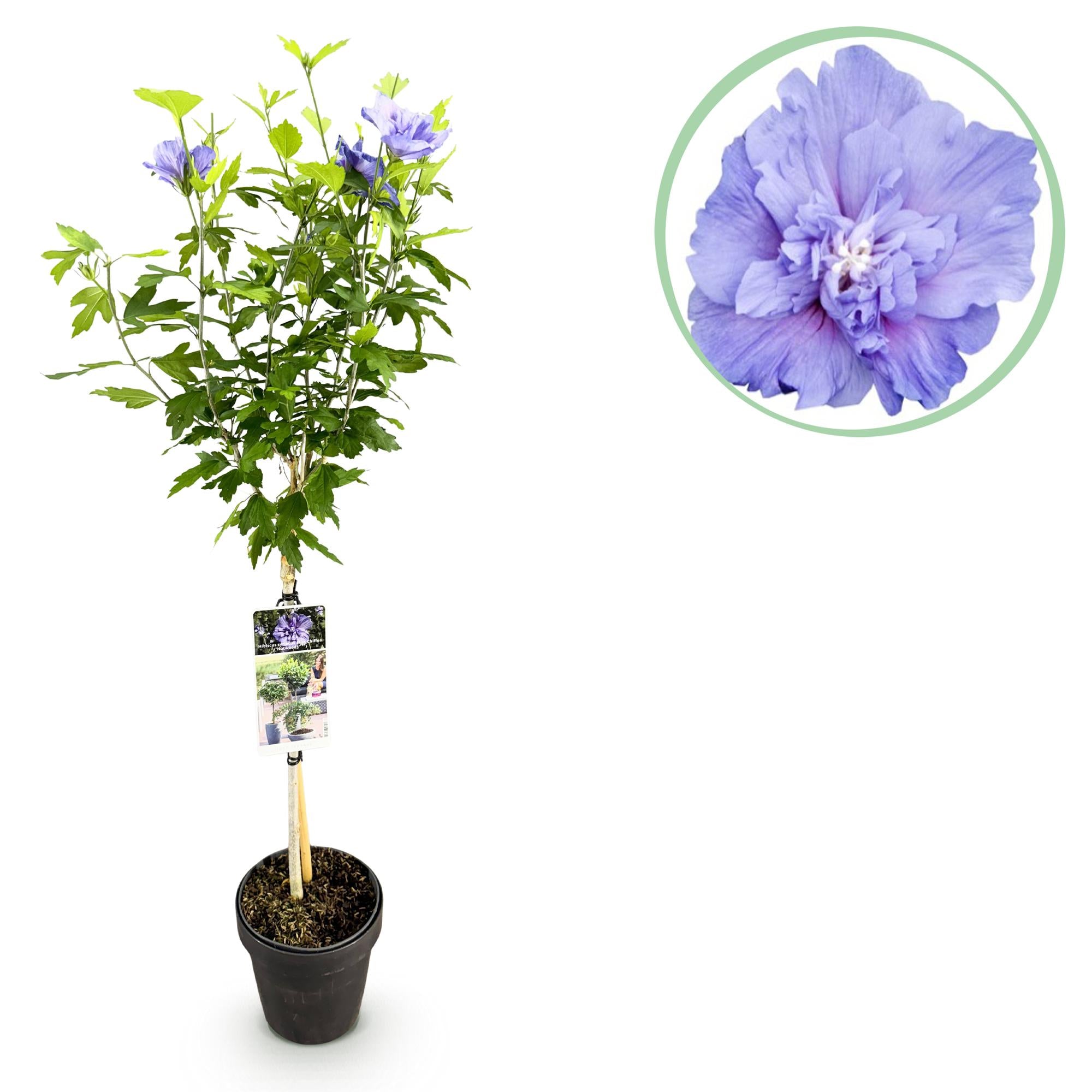 Hibiscus syriacus Blue Chiffon® - Plant op stam - Terras Plant - Bladverliezend - Weinig Onderhoud - Pot 19cm Hoogte 90cm