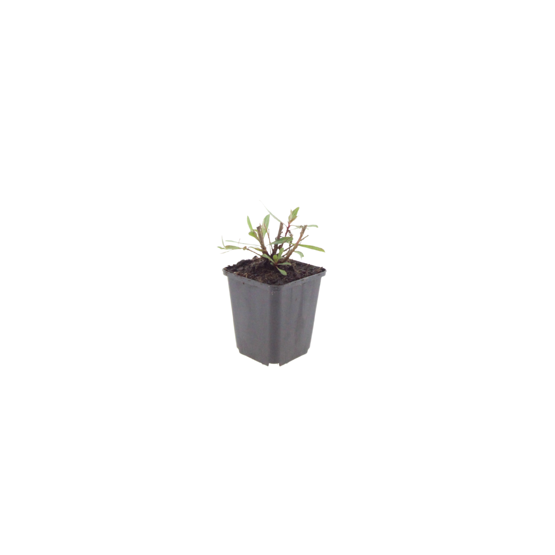 6x Gaura l. 'Whirling Butterflies' - ↕10-25cm - Ø9cm