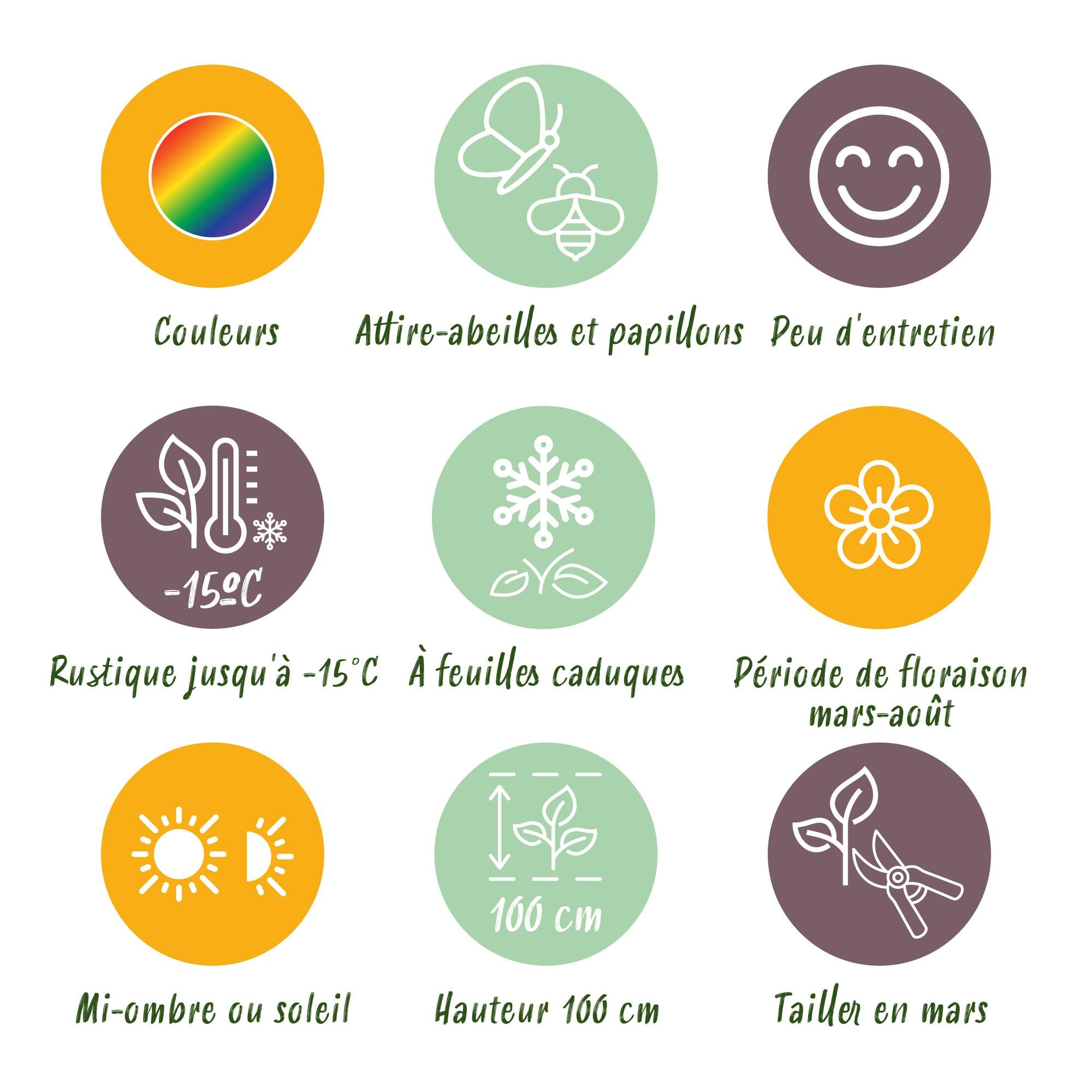 Green boutiQ – Beet-Set – Weiß – 8 Stauden – 1 m² – Verschiedene Farben – Pflegeleicht – 11-cm-Topf