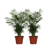 Chamaedorea Elegans - 2 pezzi - Ø17cm - ↕55cm
