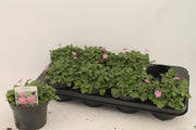 Erodium - Ø12cm - ↕1cm