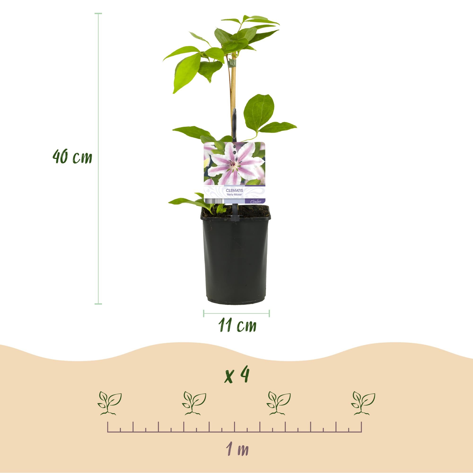 Green boutiQ – Kletterpflanze – Clematis 'Nelly Moser' – Rosa Blüte – Pflegeleicht – 2 Pflanzen – Topf 11 cm, Höhe 40 cm