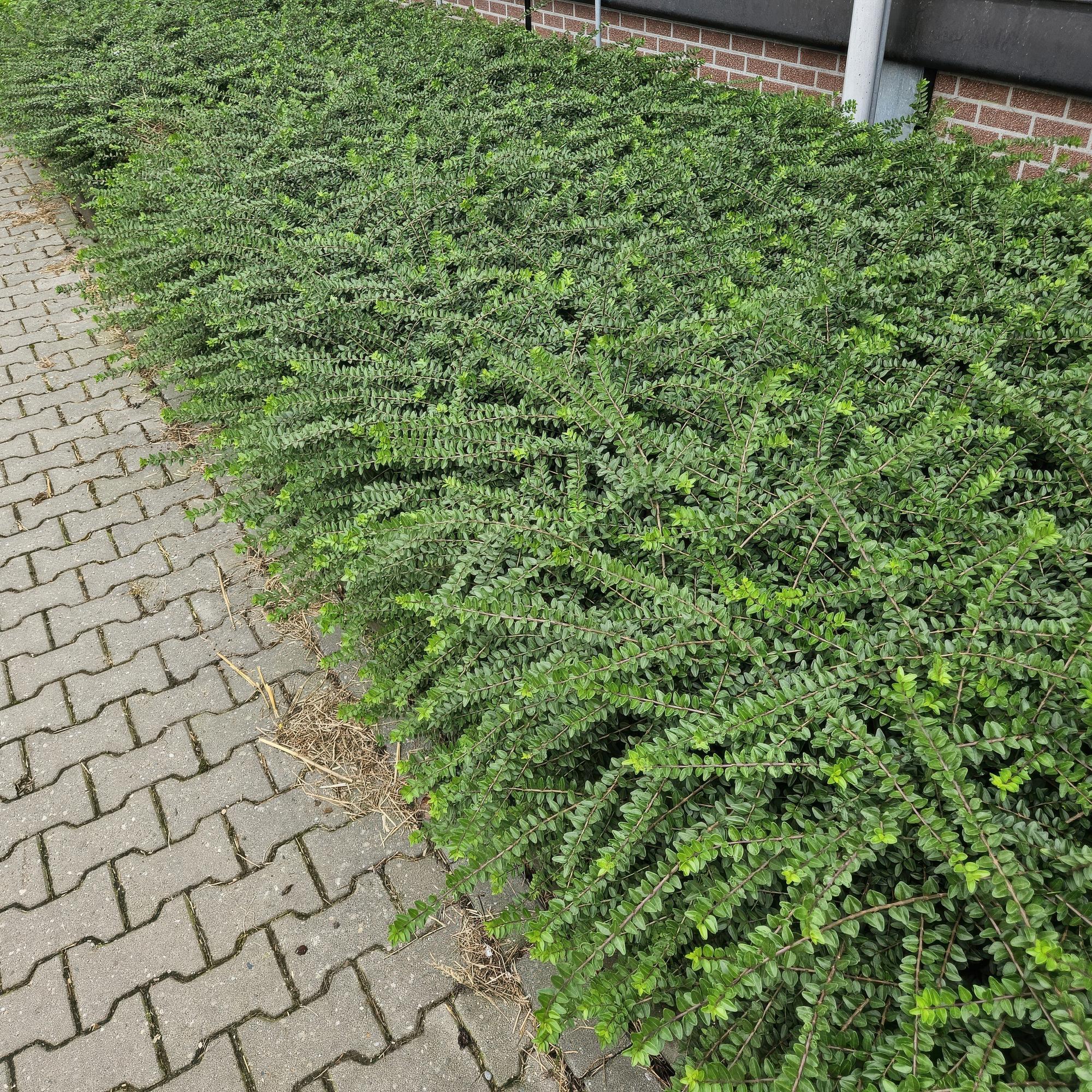 60x Lonicera liendres. 'Maigrün' - ↕10-25cm - Ø9cm