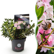 Dwerg Rhododendron - Rhododendron Bloombux Light Pink - Bloeiende Buxus - Weinig Onderhoud - Licht Roze Bloem - 1 Plant - Pot 17cm - Hoogte 30-40cm