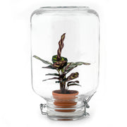 Easyplant - Calathea makoyana - Mini-ecosistema